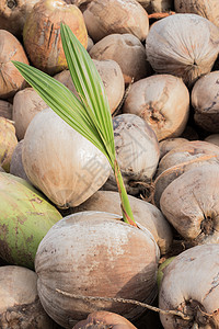 寒性水果椰子植物以其巨大的多功能性而闻名于世食物温泉饮食热带饮料奶制品情调美食水果植物学背景