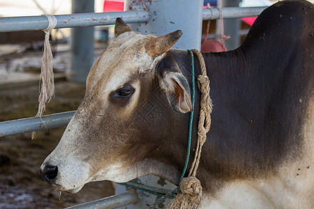 农场里的泰牛眼睛牛奶地面哺乳动物奶制品动物棕色牛肉奶牛背景图片