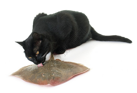 吃鱼黑色猫咪猫吃溜冰背景