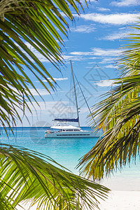 船如一枚羽箭Cataamaran帆船在塞舌尔海滩看到棕榈树叶假期闲暇运动海景太阳旅行天堂娱乐乐趣热带背景