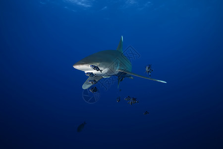 危险的大型大鲨鱼 水下猎物Egypr红海生物海洋气候生活游泳珊瑚旅游动作野生动物荒野背景图片