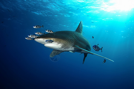 危险的大型大鲨鱼 水下猎物Egypr红海气候游泳生物风景潜水冒险场景海洋视频盐水背景图片