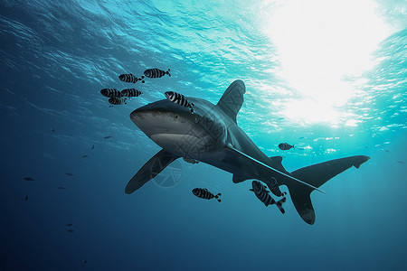 危险的大型大鲨鱼 水下猎物Egypr红海浮潜荒野生物深海野生动物旅行热带生活视频场景背景图片