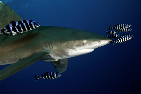 危险的大型大鲨鱼 水下猎物Egypr红海游泳珊瑚热带动作野生动物视频脊椎动物荒野蓝色盐水背景图片