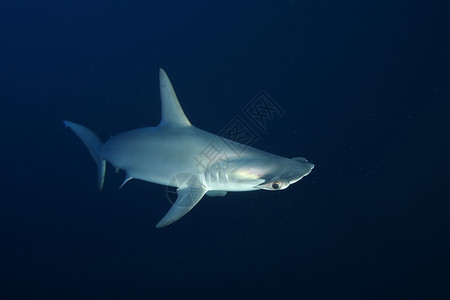 危险的大型大鲨鱼 水下猎物Egypr红海海底热带生活场景视频蓝色野生动物游泳旅行气候背景图片