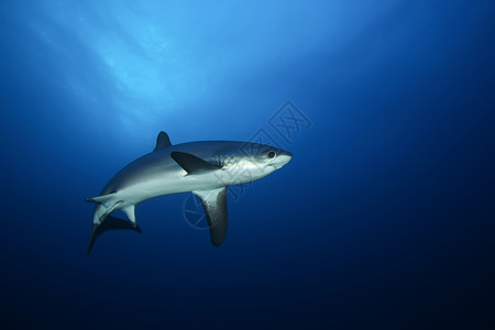 危险的大型大鲨鱼 水下猎物Egypr红海深海热带动作野生动物风景荒野旅行浮潜海洋气候背景图片