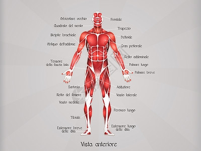 肌肉结构肌肉系统插图生物学组织男人身体运动医疗男性人体药品背景