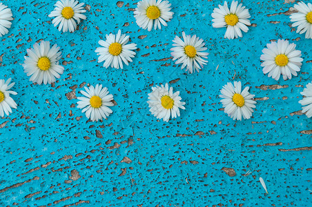 浅蓝色旧纹理背景与雏菊花绿松石水池艺术海报白色传单横幅空白雏菊墙纸背景图片