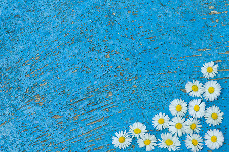 浅蓝色旧纹理背景与雏菊花绿松石艺术水池白色空白海报横幅墙纸雏菊传单背景图片