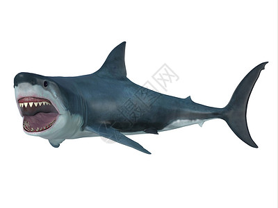 鲨鱼牙齿大白鲨鱼左转背景