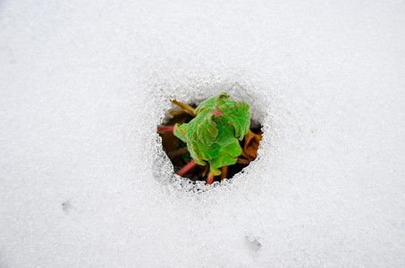 发芽雪从融雪雪覆盖中出现的早期发芽图像生态生活地球季节幼苗衬套环境叶子森林自然背景