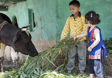 扮演奶牛的男孩女孩和男孩用草喂牛背景