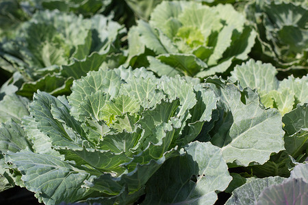 花园中的青绿色菜菜菜沙拉食物植物农场园艺营养生物学菜花叶子收成绿色的高清图片素材