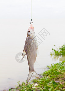 鱼钩钓鱼活动动物运动沼泽倒钩兵河闲暇冒险食物渔夫高清图片