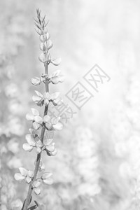 花的白色背景纹理美丽宏观花朵婚礼植物花瓣花束黑色背景图片