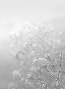花的白色背景纹理花束宏观植物花朵美丽黑色花瓣婚礼背景图片