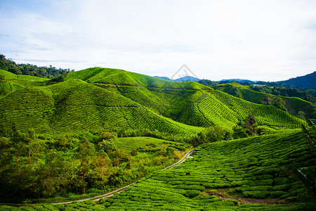金马马来西的茶园农场热带天空农业栽培植物群农田草地森林花园背景