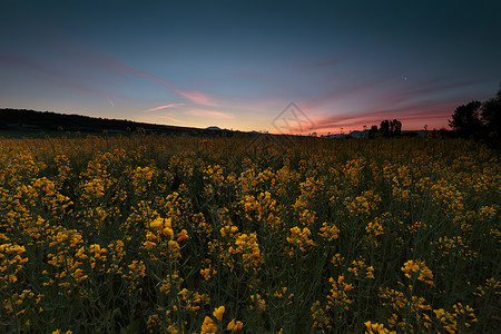 日出时在阿拉瓦的Dallo的Colza田地生长天空农村阳光晴天植物群场地油菜籽环境蓝色户外的高清图片素材