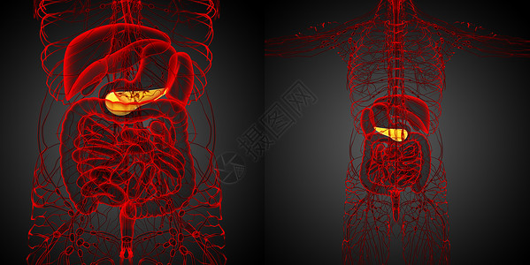3d 医疗证明板条的插图胰脏膀胱渲染3d胰腺胆囊胆道器官背景