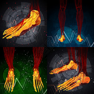 人类脚3d 提供足骨的医疗说明3d腓骨灰色胫骨渲染骨头脚趾骨骼背景