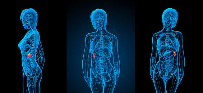 3d 提供脾脏的医疗插图生物学病人x光药品3d渲染解剖学诊断健康器官背景