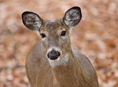 秋天森林中一只可爱野鹿的孤立形象荒野耳朵野生动物棕色树叶黑色灰色明信片背景图片