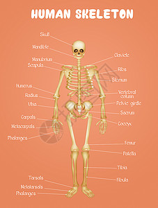 人体解刨图人类骨骼图解剖学学习科学关节生理图表药品身体骨头方案背景