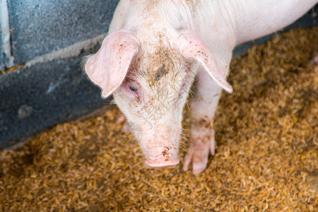 看着腊八粥的猪农场马棚里的猪宠物仔猪谷仓生产猪肉鼻子农业食物稻草配种背景