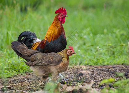 自然背景上的公鸡和母鸡的图像 农场动物梳子犯规男性女性农业绿色食物场地家禽红色自由的高清图片素材