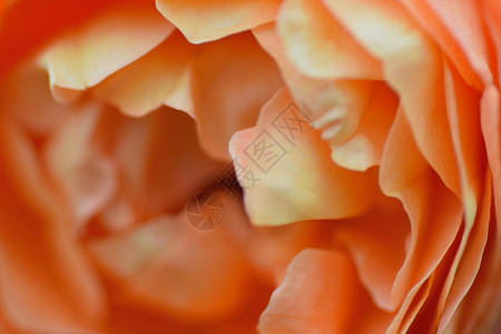 横向框中生动橙色玫瑰花瓣的宏观纹理高清图片