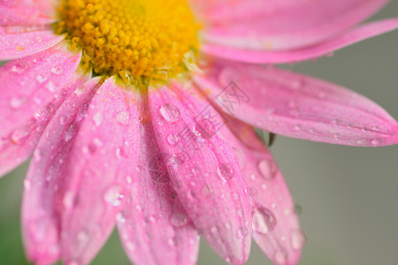 带水滴的粉红色彩色黛西花朵的宏观纹理花束季风植物学花瓣植物雨季连接器雏菊季节植物群背景图片