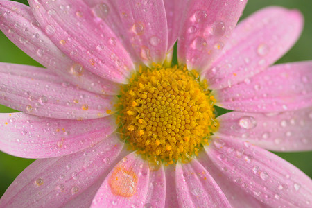 带水滴的粉红色彩色黛西花朵的宏观纹理花束雏菊季节季风背景连接器雨季植物植物学植物群背景图片