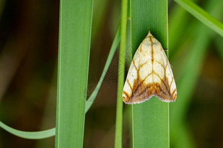 白色蝴蝶素材绿叶上的蝴蝶Moth图像差距宏观皇帝眼睛家庭鳞翅目荒野粉质昆虫学动物群背景