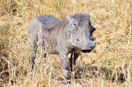 哈咪猫猪你快乐热带草原的野猪储蓄动物哺乳动物银行商业农场退休金融火腿猪肉背景
