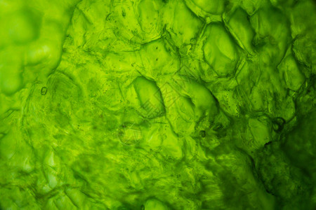 成分分子显微镜下的黄瓜插图宏观科学植物矿物生物实验室摄影图层蔬菜背景