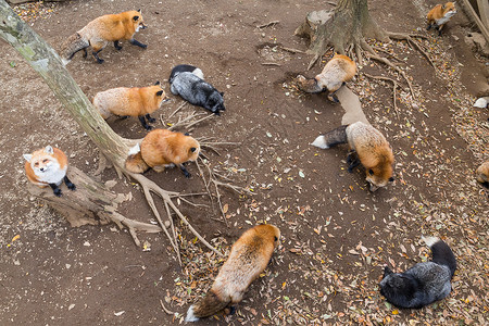 很多狐狸一起吃毛皮哺乳动物动物群荒野场地野生动物捕食者农场食物村庄食肉动物高清图片素材