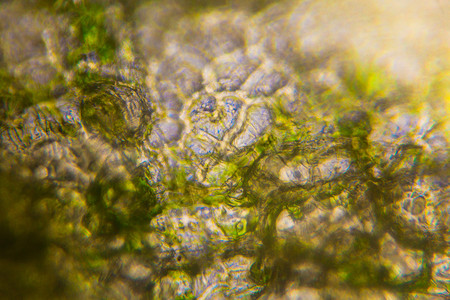 抽象显微镜显微镜下的黄瓜细胞实验室生物摄影生物学植物种子食物插图团体背景
