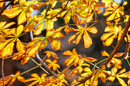 橙色叶叶植物橙子国家阳光季节地面金子叶子场景木头秋天高清图片素材