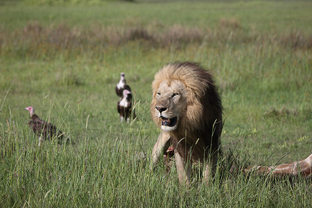 浏览器危险的非洲大草原哺乳动物 肯尼亚力量狮子荒野国家猫科动物头发食肉公园马赛宠物背景