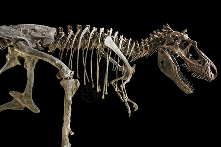 恐龙素材暴龙雷克斯骨架 在孤立的背景上侏罗纪科学玩具化石x光动物雕塑扫描x射线雕像背景