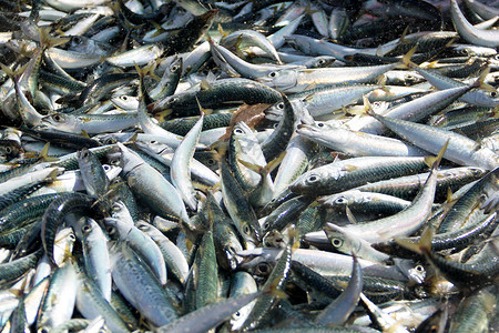 在葡萄牙的海滩捕获了大量鱼买高清图片素材