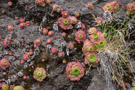 甲状腺素绿色植物学玫瑰花环亚热带植物植物群肉质韭菜植被背景图片