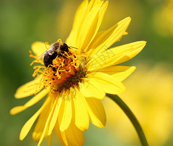 蜜蜂收集花粉黄色植物区系草地背景图片