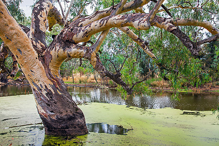 澳大利亚新南威尔士州公园背景图片