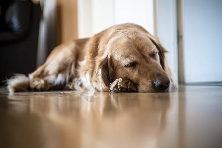 困成狗家养狗的金色追逐者肖像房间金子宠物犬类房子朋友朋友们地面猎犬友谊背景