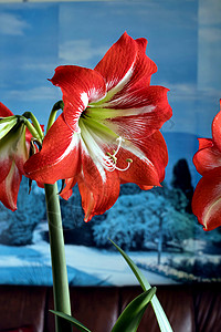 玛丽与魔女之花红色amarillis花 宏植被宏观植物学灯泡热带投标明信片花束叶子花园背景