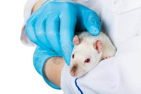 鼠你最红手握医疗手套 抓着一只老鼠红眼科学哺乳动物动物眼睛测试学习女士宠物科学家背景