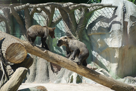 在悬崖上幼鹰两只小棕熊幼熊 在公园的甲板上背景