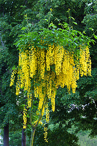 高高的灌木丛 以弹弓形状的尾巴 花朵盛开 黄花铃背景图片