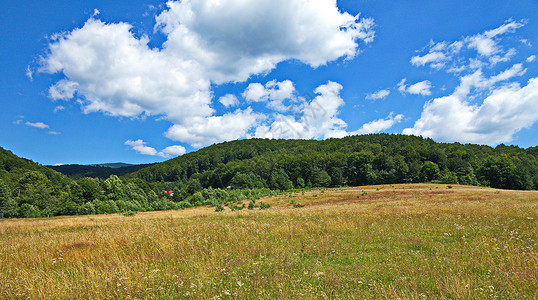在绿林和白蓝天空背景上 充满野花的田野之地植物群高清图片素材